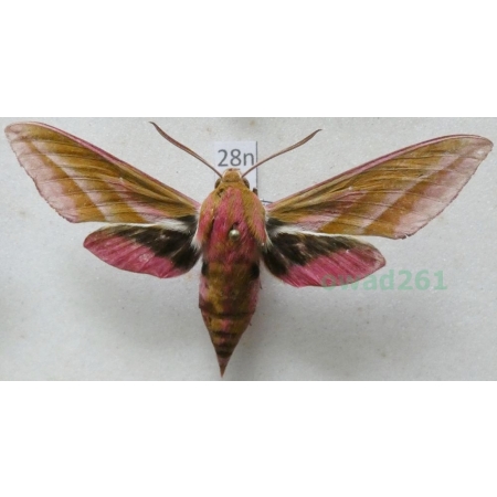 Deilephila elpenor (Linnaeus, 1758) Zmrocznik gładysz Poland28n